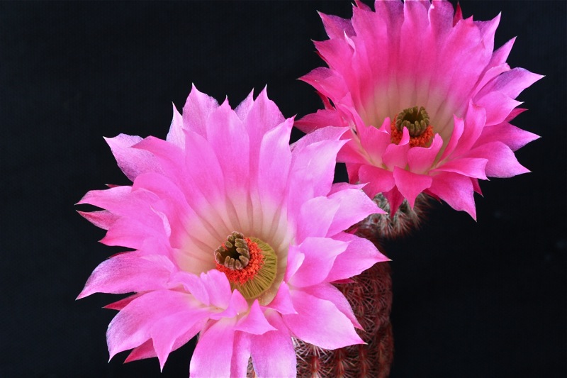 Echinocereus rigidissimus v. rubispinus 