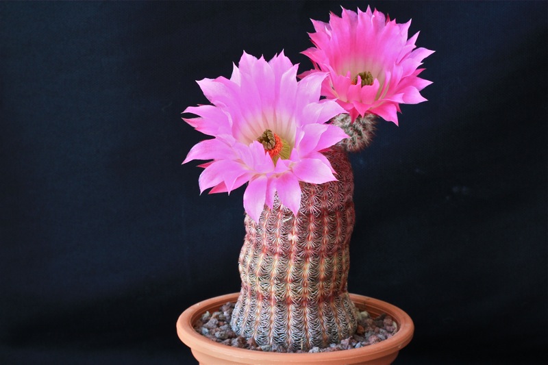 Echinocereus rigidissimus v. rubispinus 