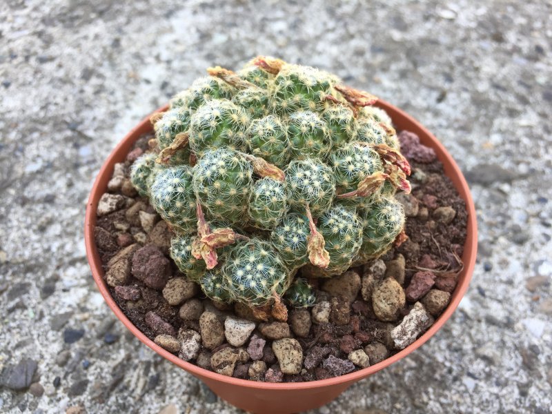 Mammillaria saboae 