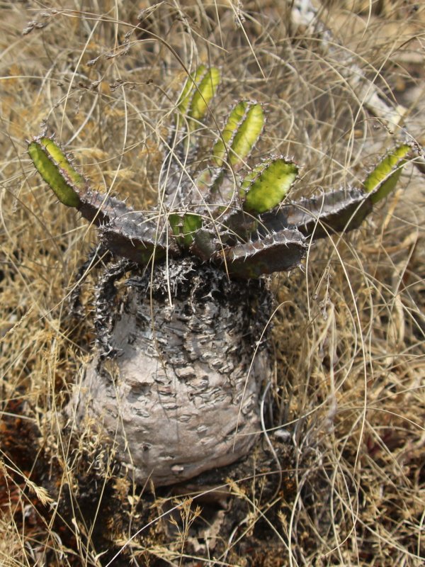 euphorbia mlanjeana