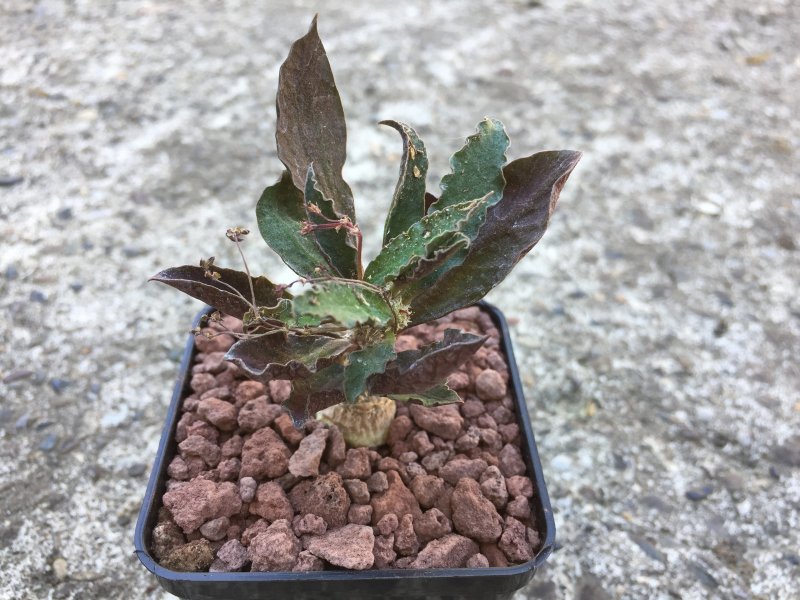 Euphorbia ambovombensis 