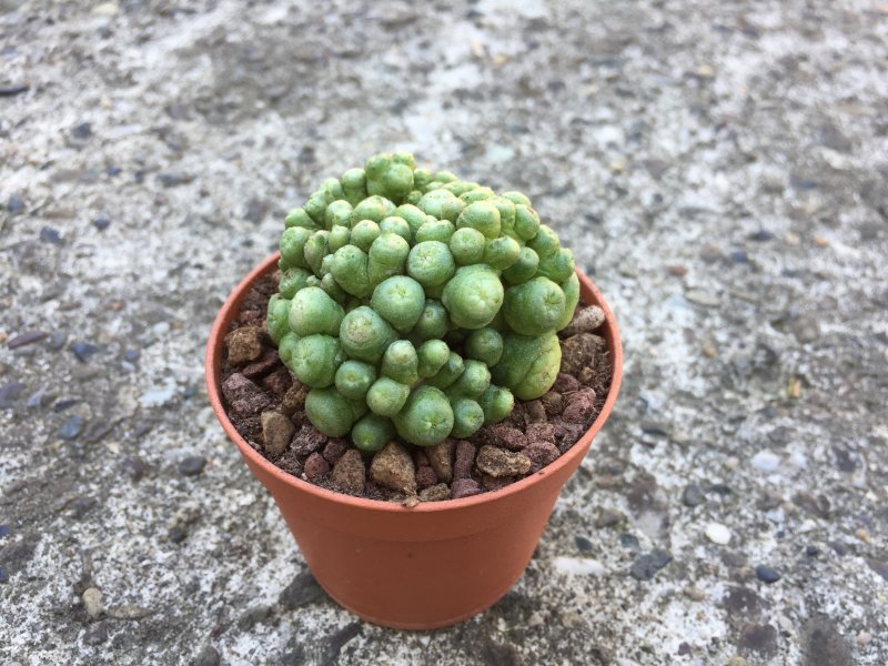 Mammillaria bocasana cv. fred 