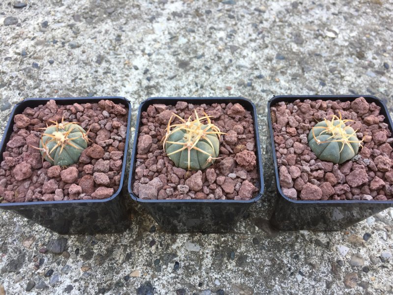 Echinocactus horizonthalonius VZD847