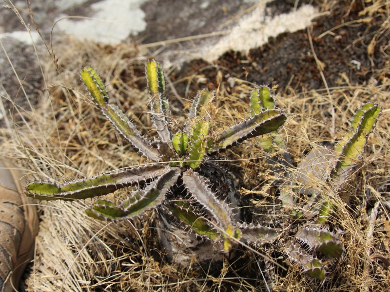 Euphorbia mlanjeana 