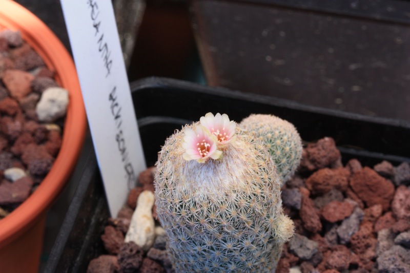 Epithelantha dickisoniae 