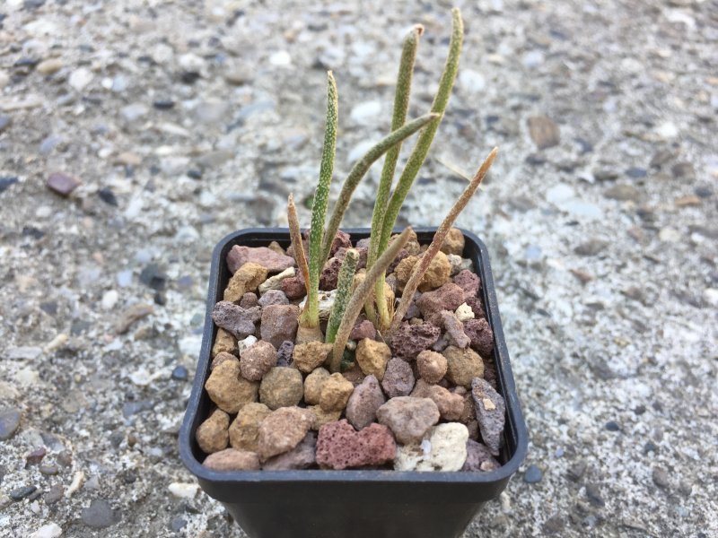 Astrophytum caput-medusae 