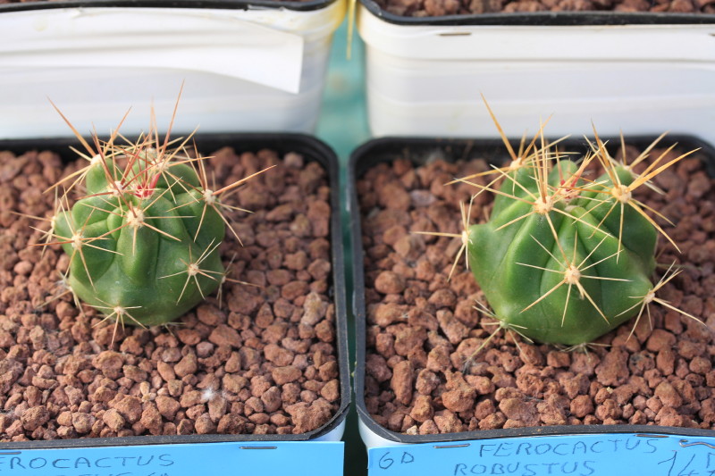 Ferocactus robustus 