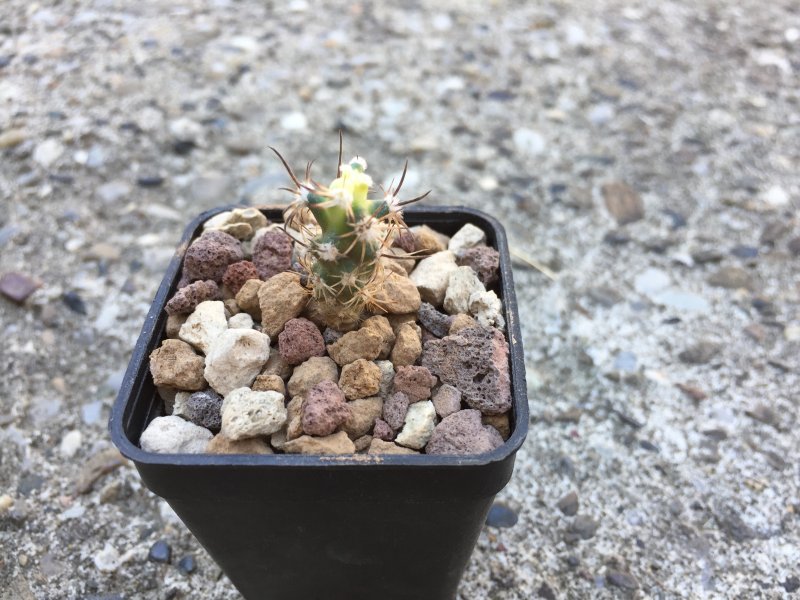 pediocactus sileri