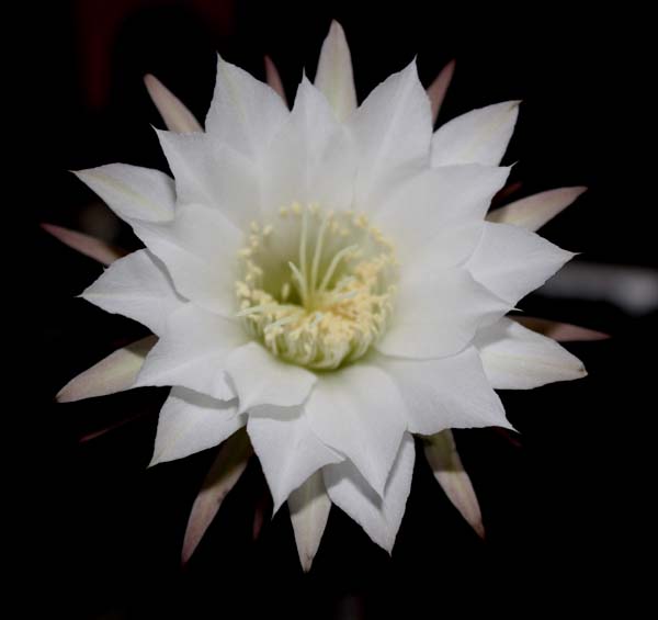 Echinopsis subdenudata 