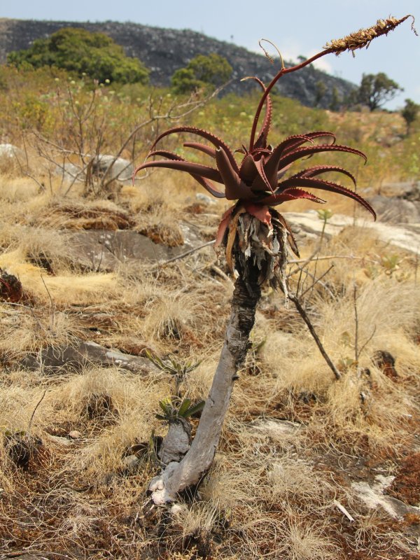 Euphorbia mlanjeana 