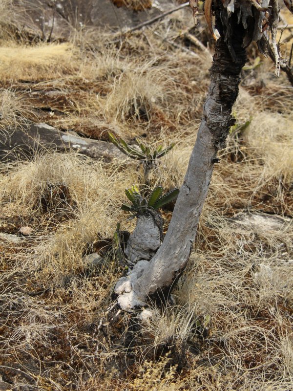 Euphorbia mlanjeana 