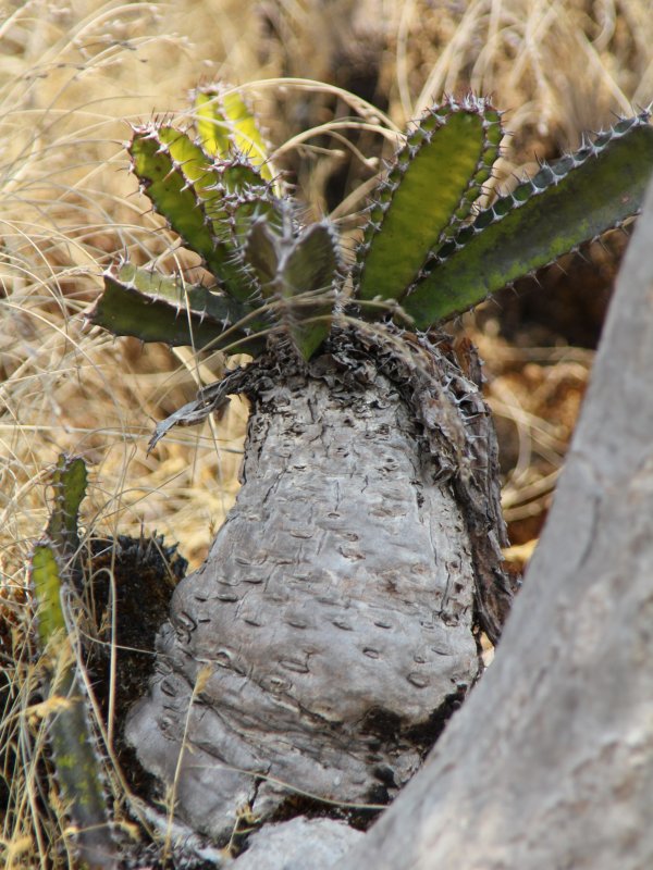 Euphorbia mlanjeana 