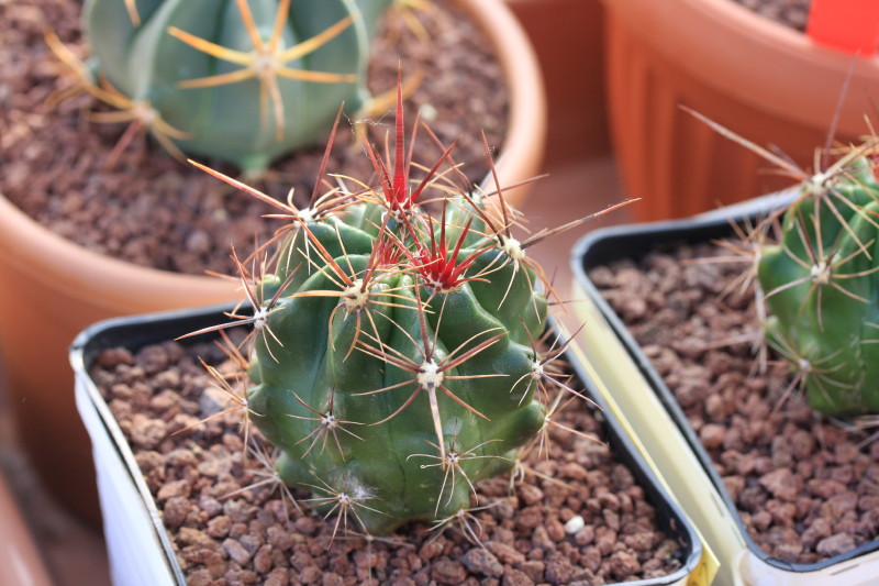 Ferocactus robustus Z 76