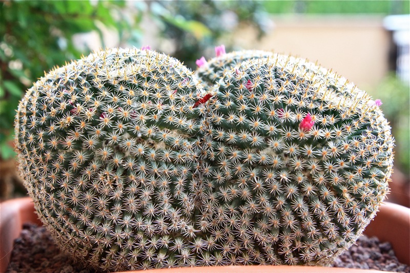 Mammillaria perbella 