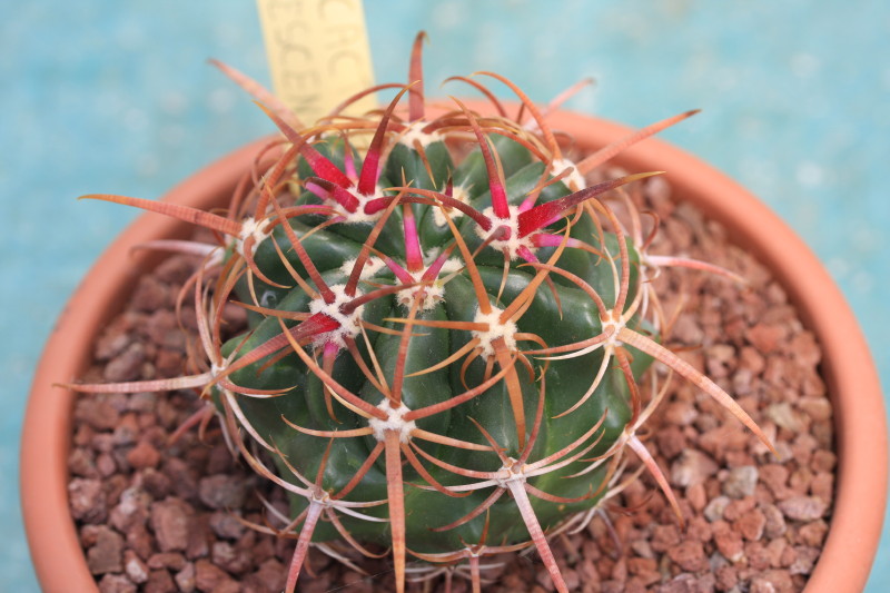 Ferocactus viridescens 