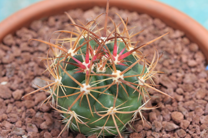 Ferocactus viridescens ssp. littoralis 