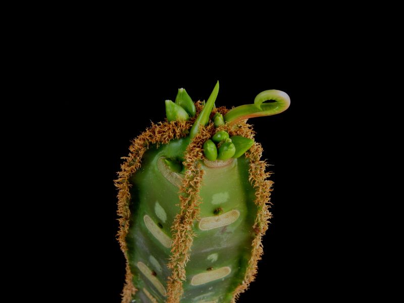 Euphorbia leuconeura 