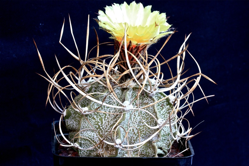 Astrophytum capricorne v. crassispinum 