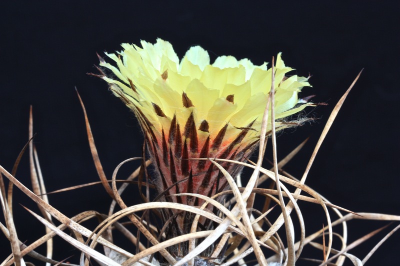 Astrophytum capricorne v. crassispinum 