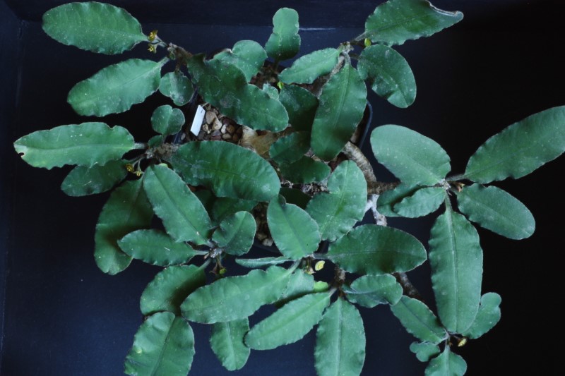 Euphorbia razafindratsirae 