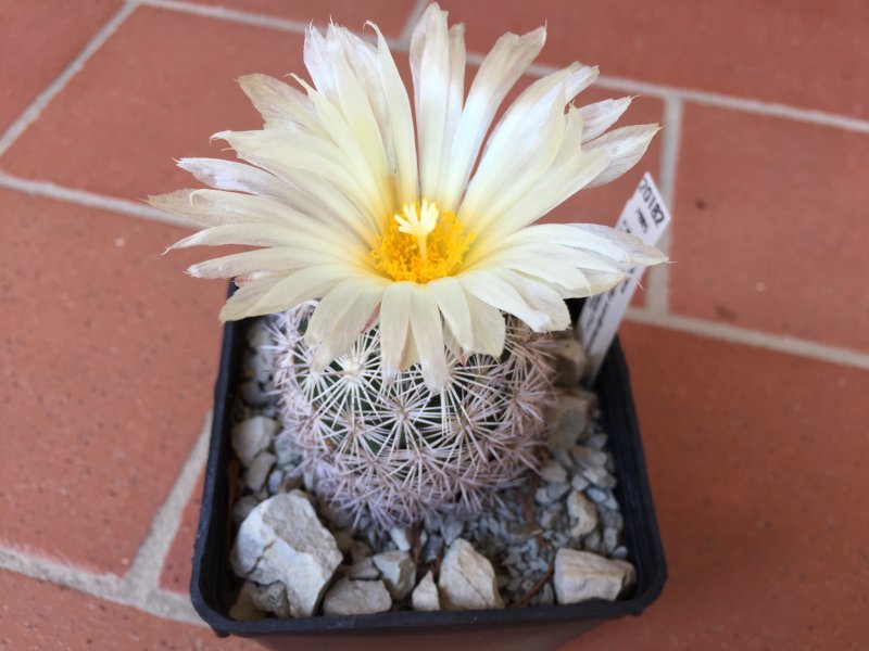 Coryphantha werdermannii SB575