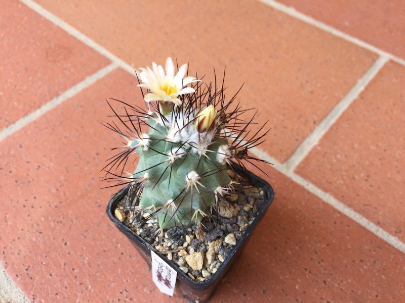 Gymnocactus gielsdorfianus 