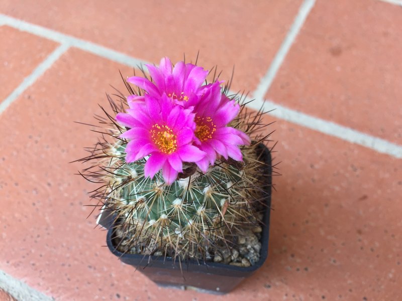 Gymnocactus viereckii 