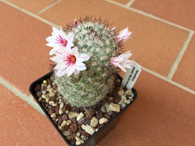 Mammillaria slevinii 