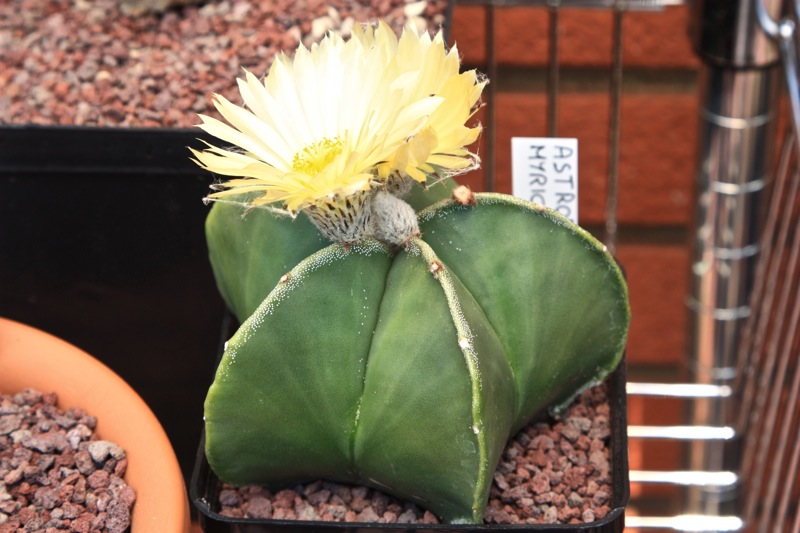 Astrophytum myriostigma v. nudum 