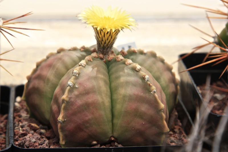 Astrophytum myriostigma v. nudum 