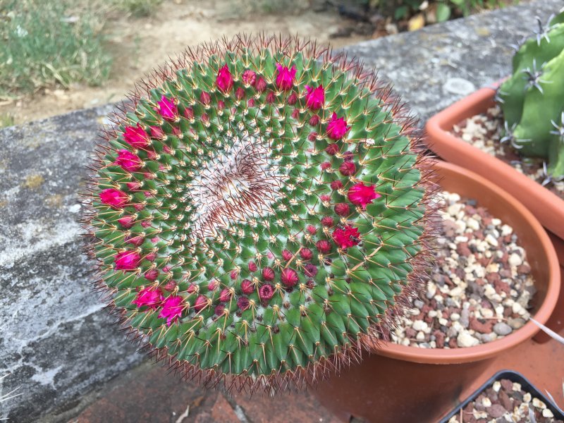 Mammillaria rhodantha 