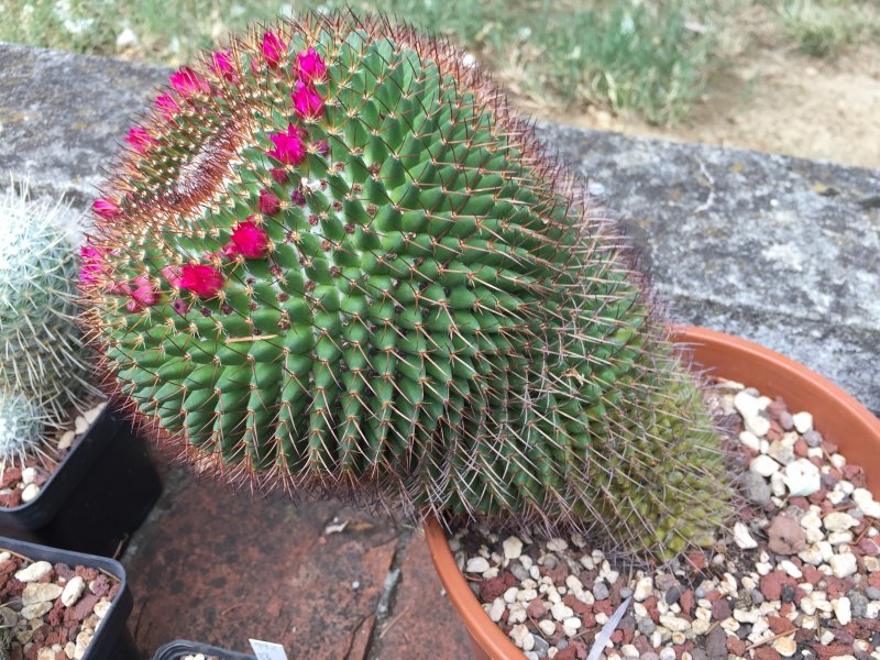 Mammillaria rhodantha 