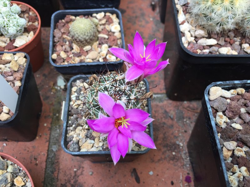 Mammillaria schumannii 