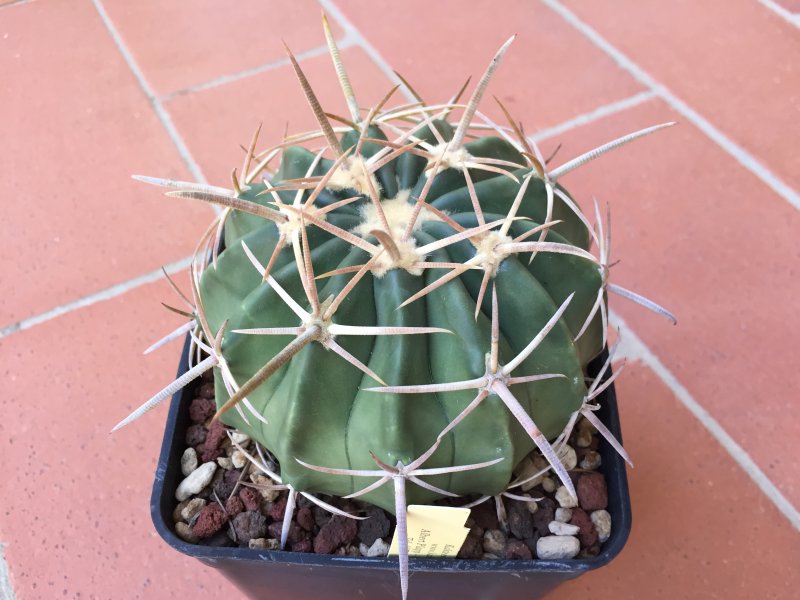 Echinocactus texensis 