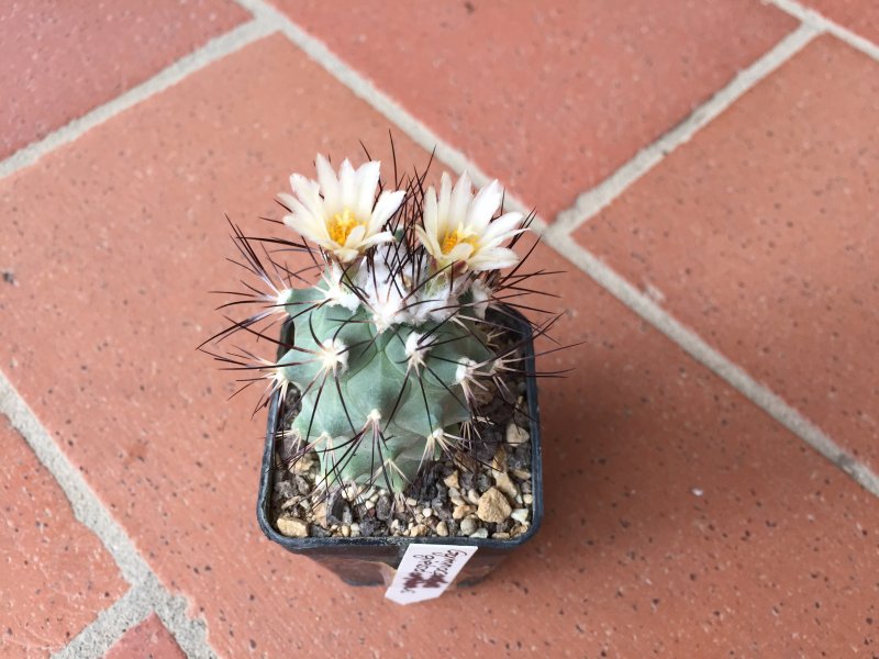 Gymnocactus gielsdorfianus 