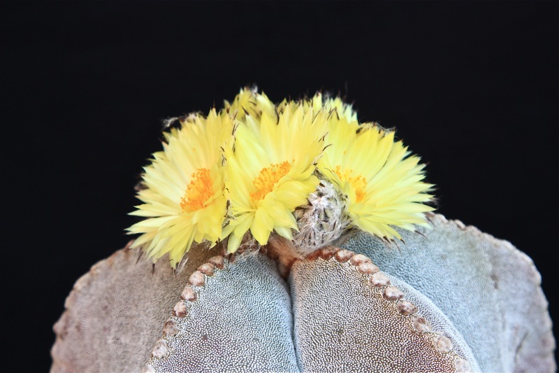 Astrophytum myriostigma 