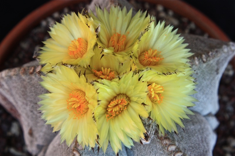 Astrophytum myriostigma 