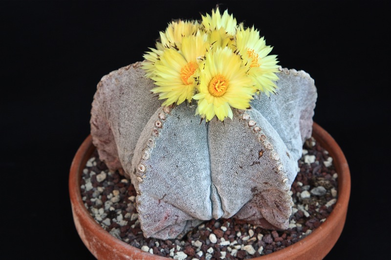 Astrophytum myriostigma 