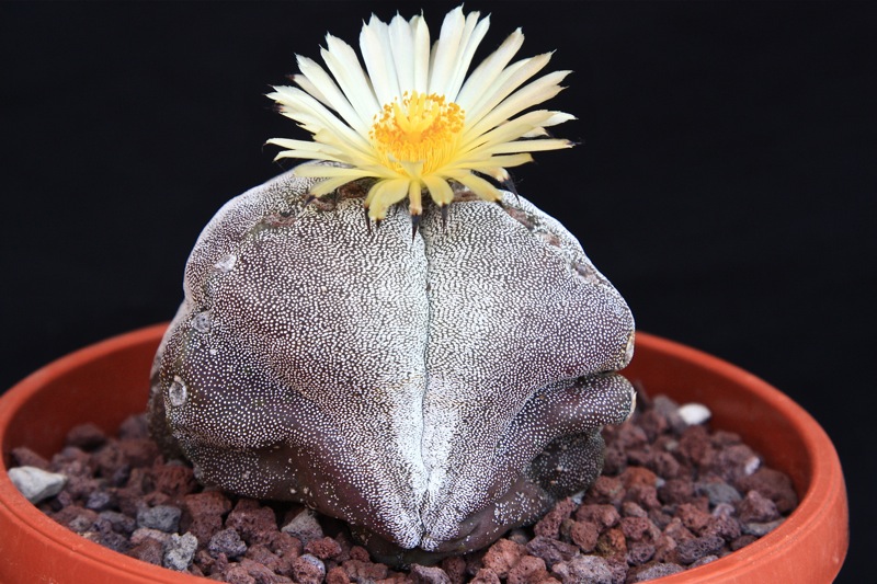 Astrophytum myriostigma f. tricostatum 