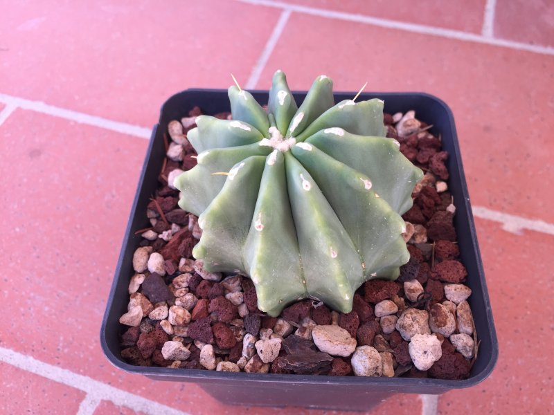 Ferocactus glaucescens v. inermis 