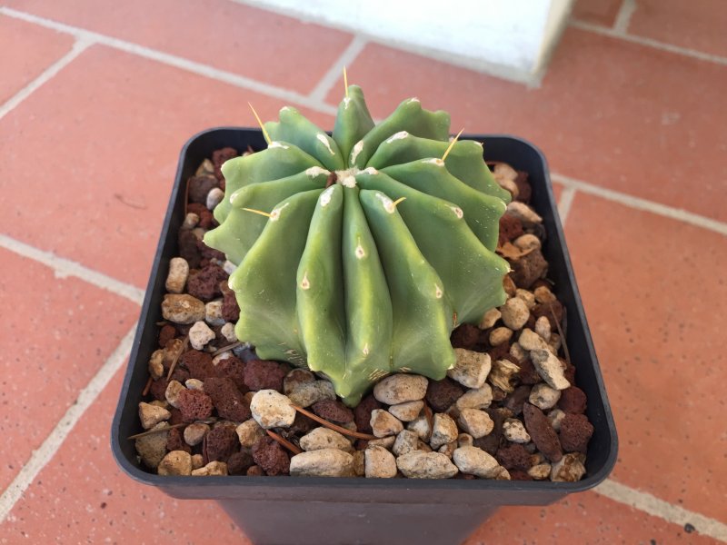 Ferocactus glaucescens v. inermis 