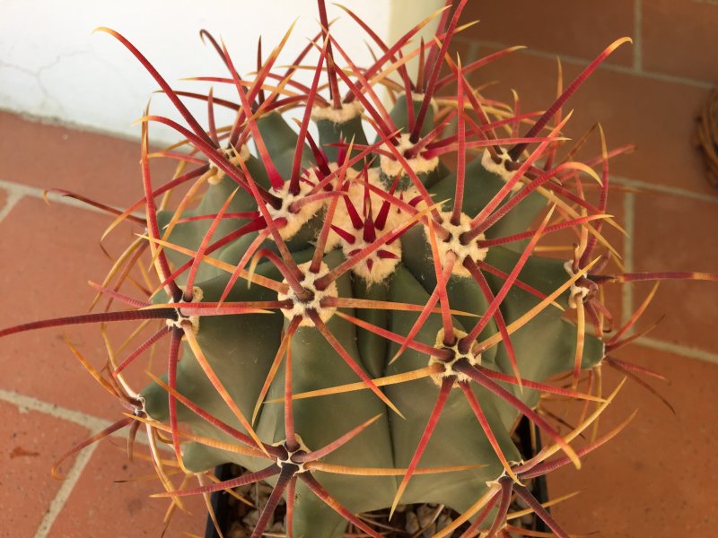 Ferocactus emoryi 