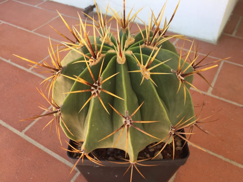 Ferocactus histrix 