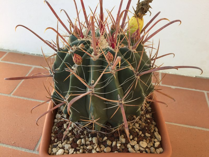 Ferocactus peninsulae 