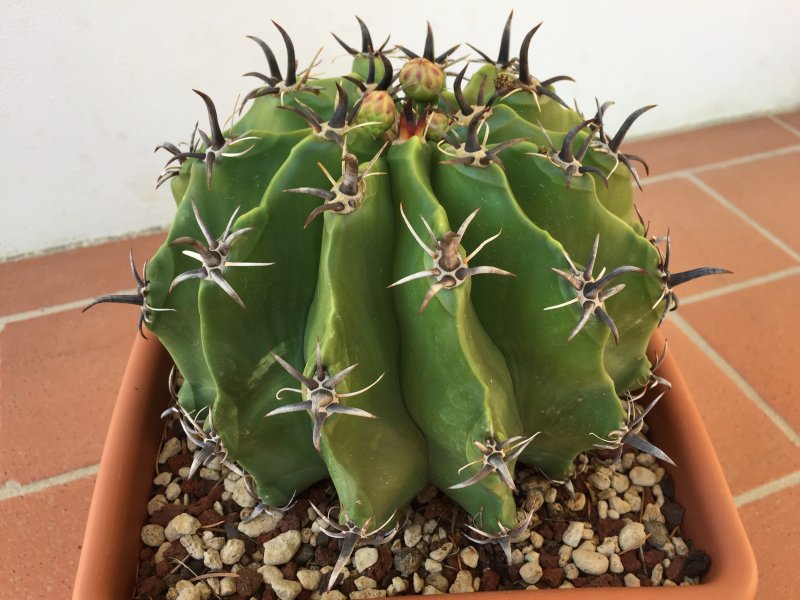 Ferocactus wislizeni ssp. herrerae v. brevispinus 