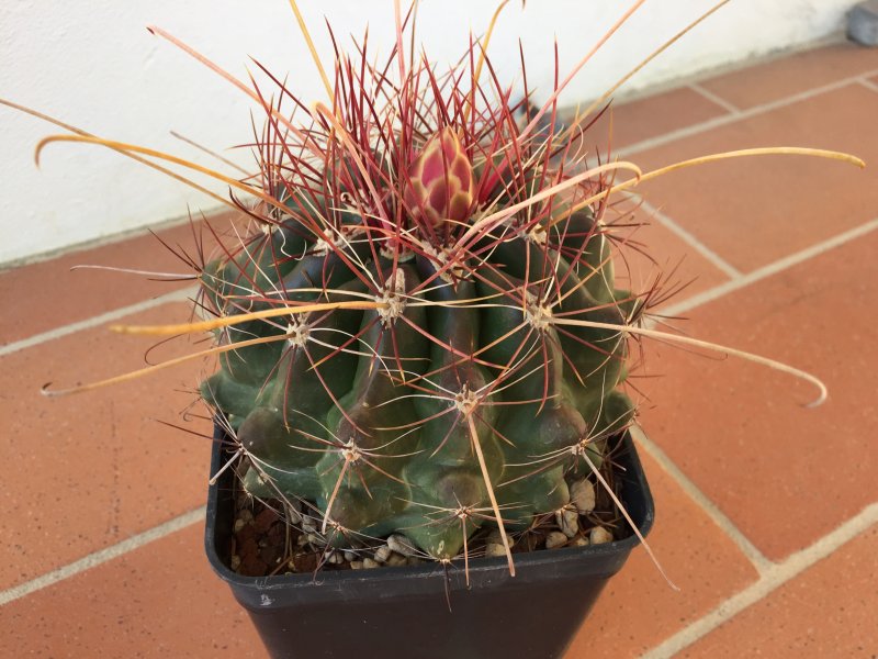 Ferocactus hamatacanthus 