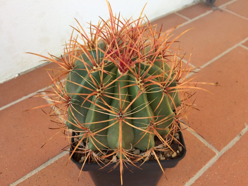ferocactus diguetii