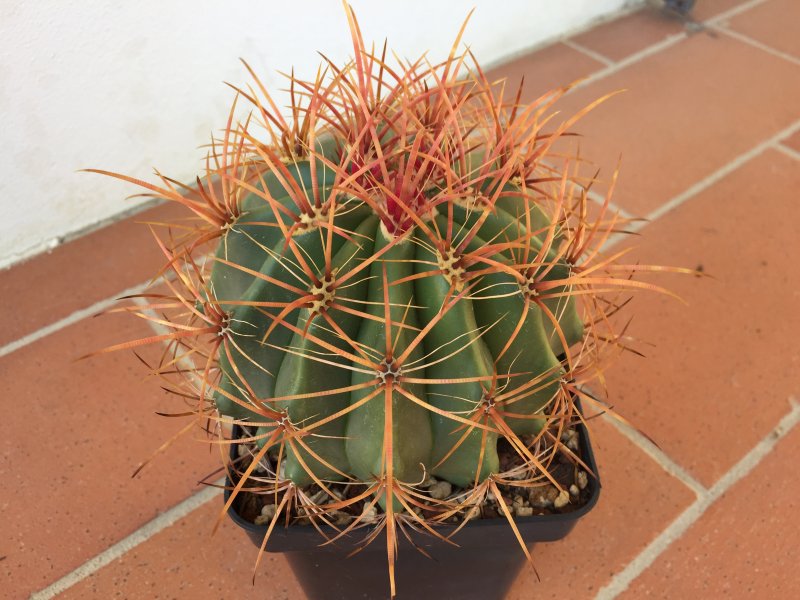 Ferocactus diguetii 