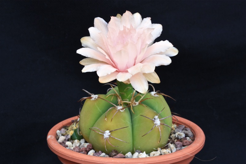 Gymnocalycium horstii ssp. buenekeri 