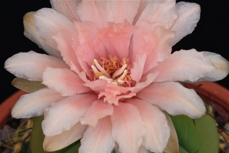 Gymnocalycium horstii v. buenekeri 